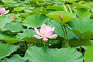 《绝地求生》开发商新作《Elyon》Steam开启预购